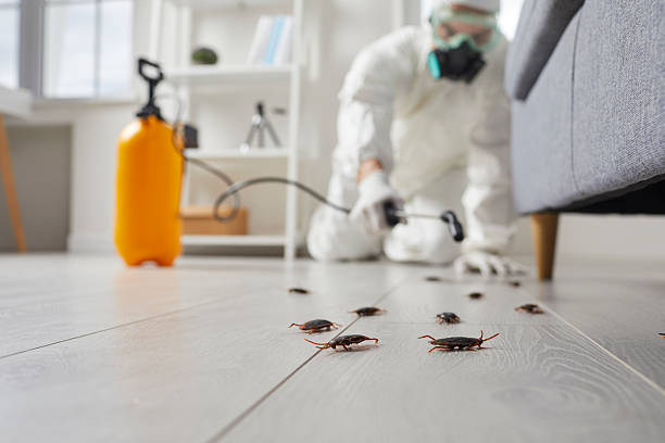 Trusted Termite Control service in Roslyn Heights, NY - Nex Pest Control